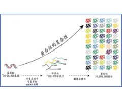 蛋白质翻译后修饰